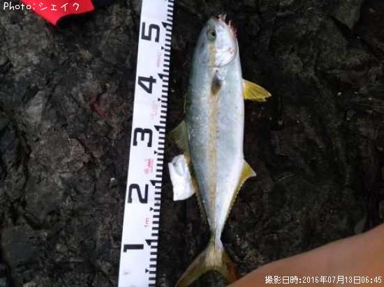 岩手県ヒラマサ釣り情報まとめ ポイントからルアーまで釣果情報 即戦力釣り情報