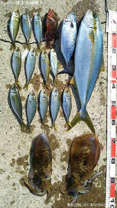 ヒラマサ(若魚)、ソウダカツオ、カサゴ、アジ