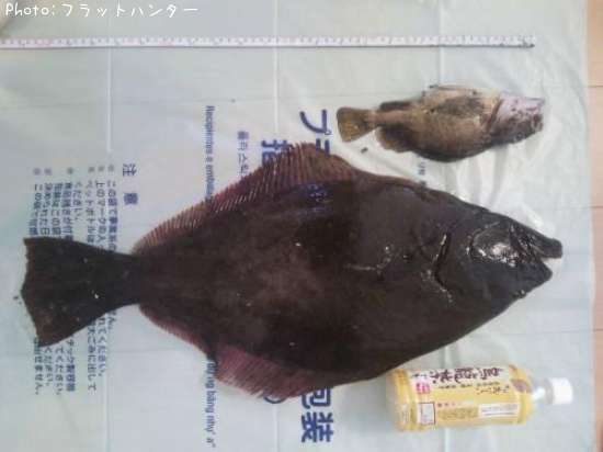 ひらめ