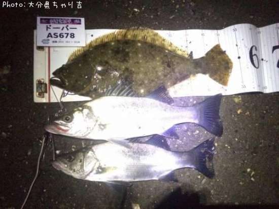 ヒラメ&チビヒラ