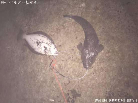 ヒラメ、マゴチ