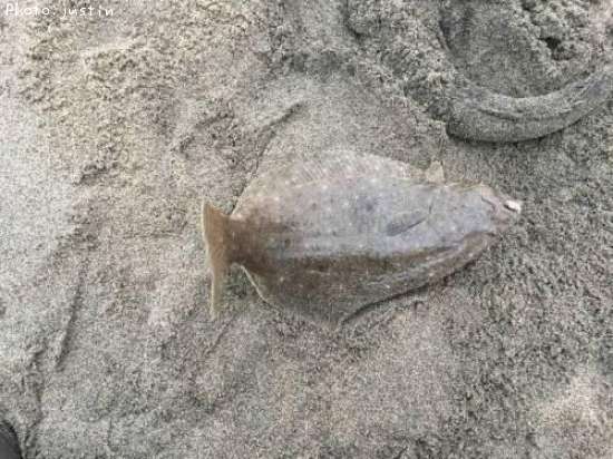 ヒラメ、マゴチ