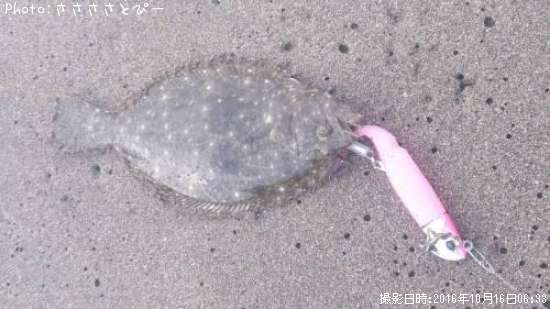 ヒラメ…ソゲ