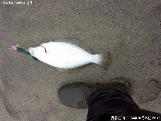 ヒラメ(ソゲ)
