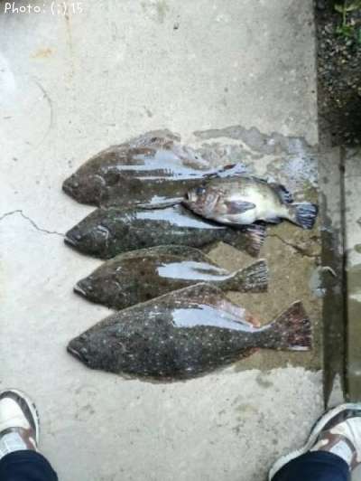ヒラメとメバル