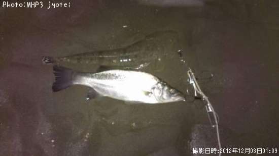 ヒラスズキ、マゴチ