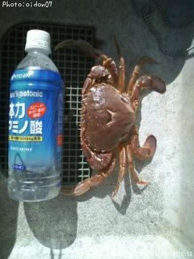 ヒラツメガニ