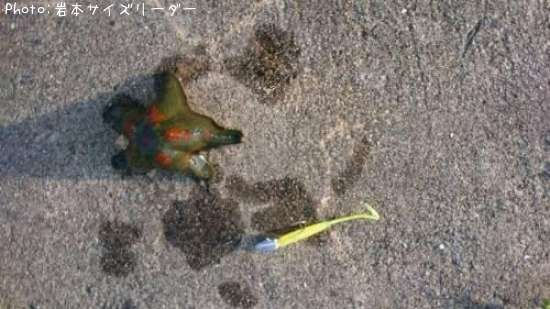 ヒトデ
