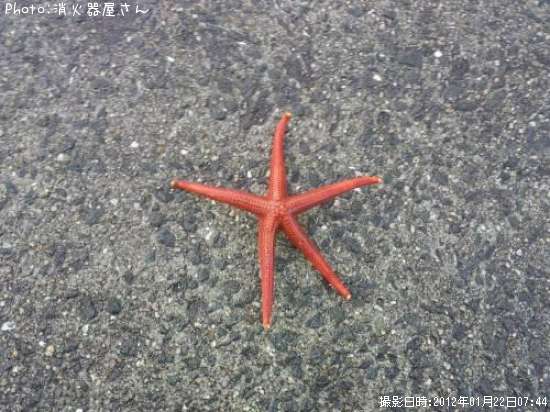 ヒトデ
