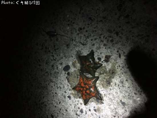 ヒトデ
