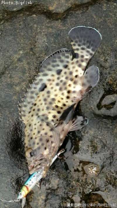 ヒトミハタ?