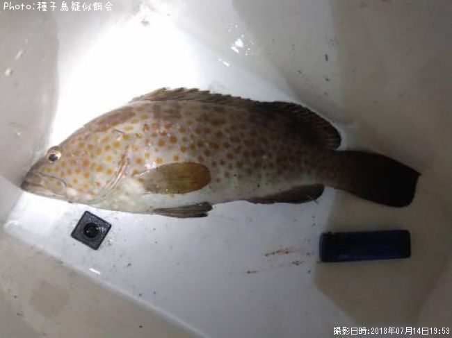 ヒトミハタ?