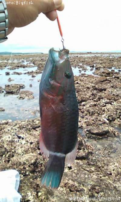 ヒトスジモチノウオ