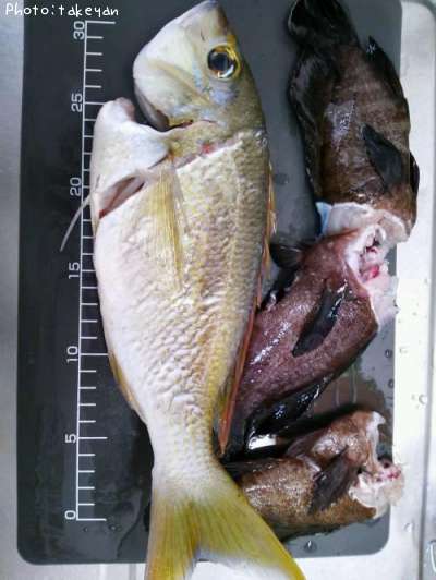 ヒトスジタマガシラ