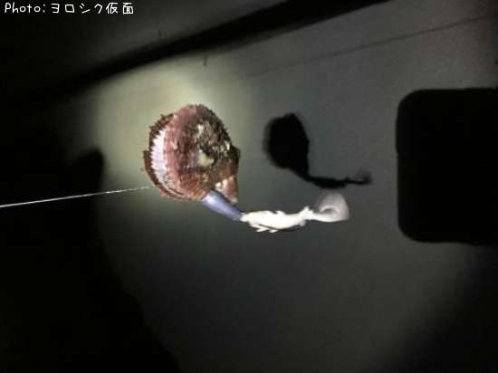 ホタテ