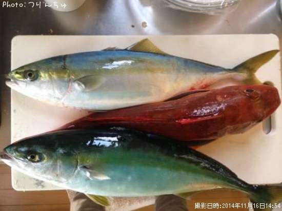 ホウボウとイナダ