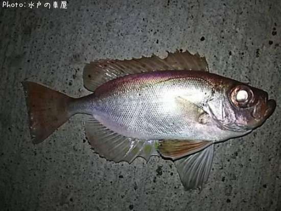 ホウセキキントキ