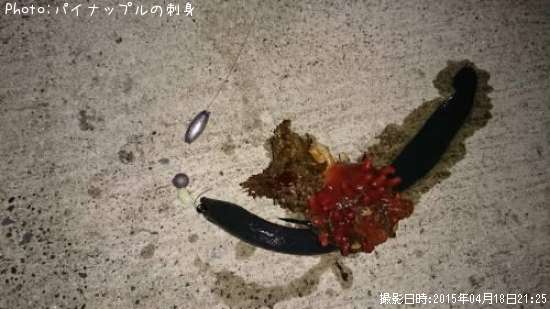 ホヤ