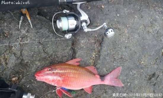 人食い鮫(笑)
