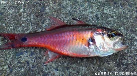 人食い鮫(笑)