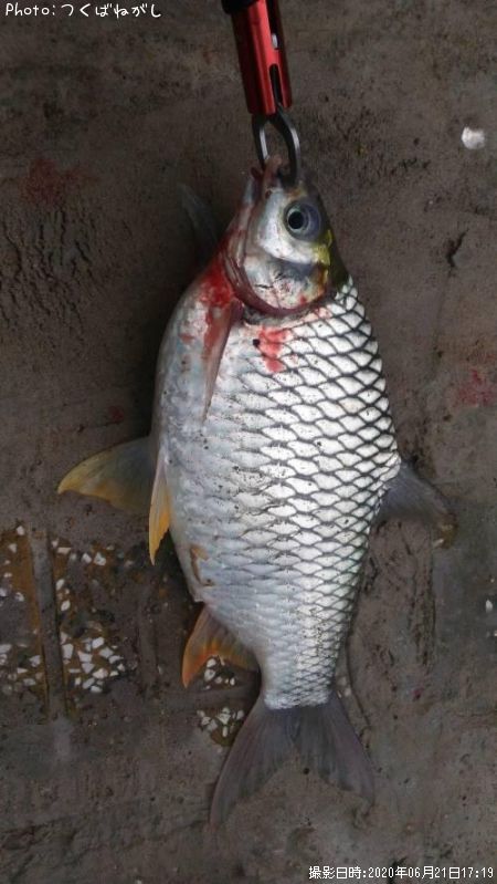 釣果海外(イエローフィンバルブ)