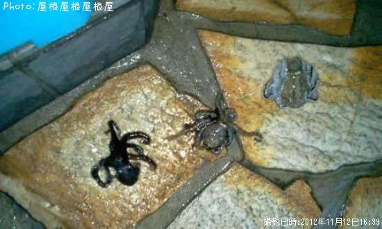 イイダコ マダコ