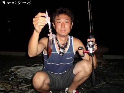 甲イカ