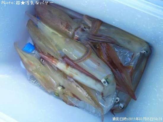 槍イカ・スルメイカ