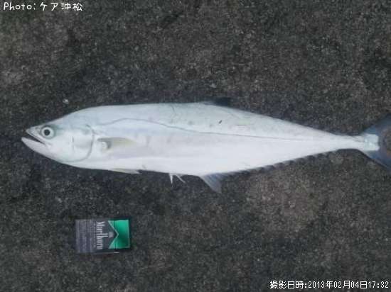 イケガツオ