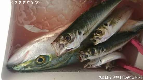 イナダ&アジ