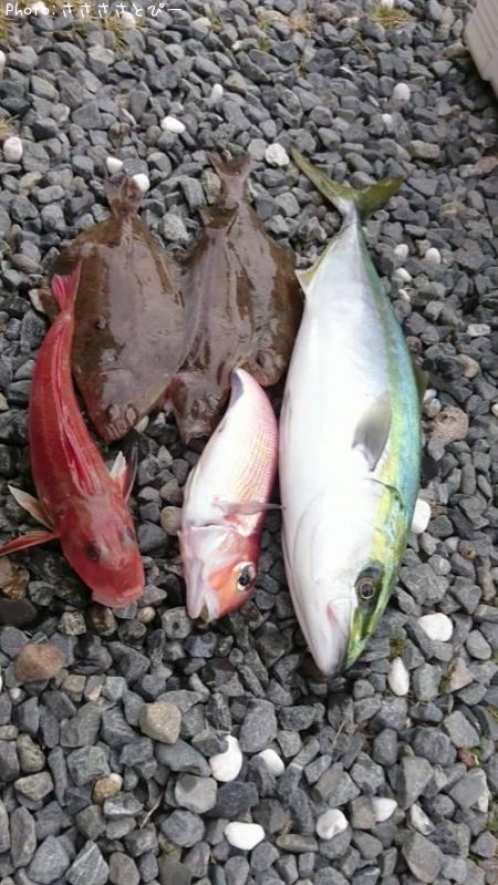 イナダ&カレイ&カナガシラ&他、色々…