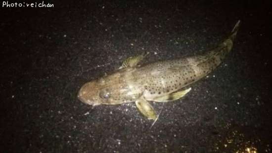 イネゴチ