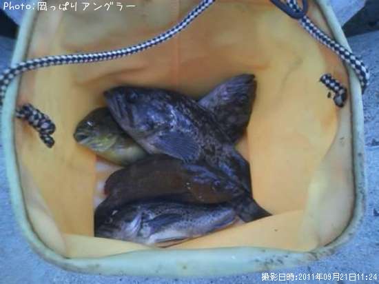 いろいろ