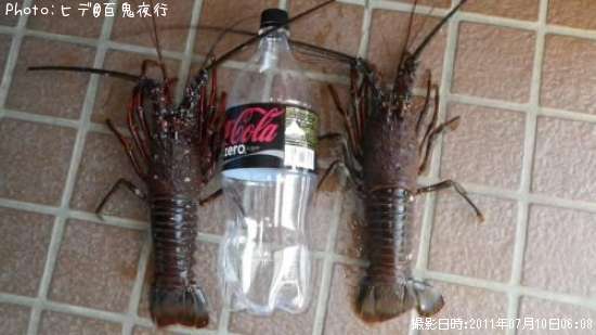 イセエビ