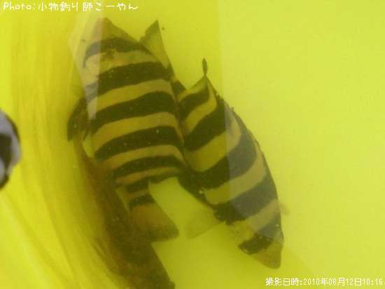 イシダイ