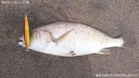 イシモチ