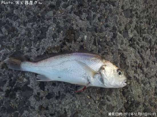 イシモチ