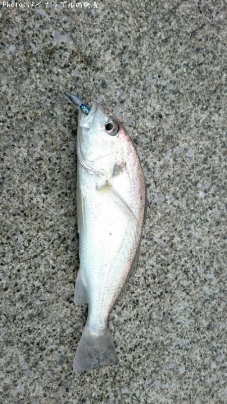 イシモチ