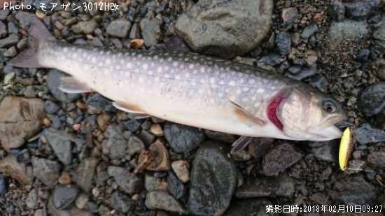 大阪府イワナ釣り情報まとめ ポイントからルアーまで釣果情報 即戦力釣り情報
