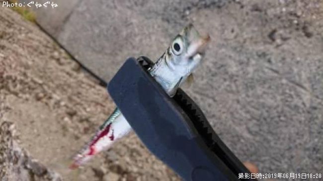 イワシ
