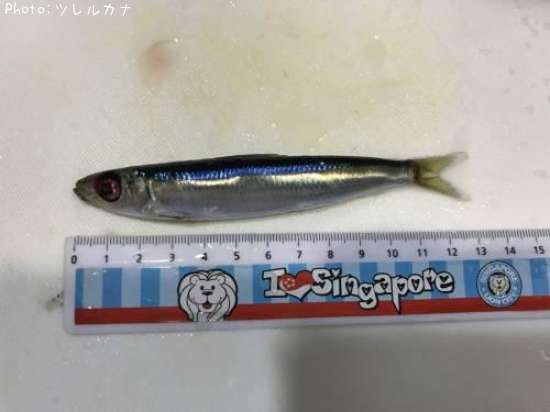 イワシ