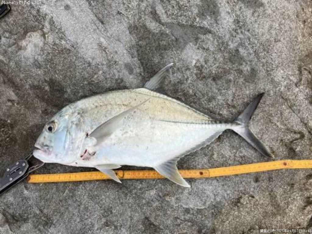 ジャイアントトレバリー