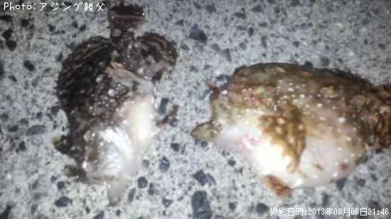 カエルアンコウ(旧イザリウオ)