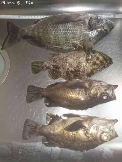 カイズ、メバル、ムラソイ