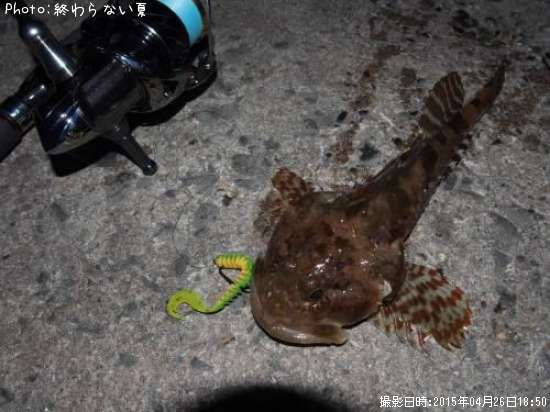 秋田県カジカ釣り情報まとめ ポイントからルアーまで釣果情報 即戦力釣り情報