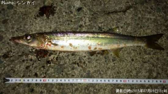 カマス