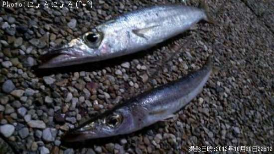 カマス