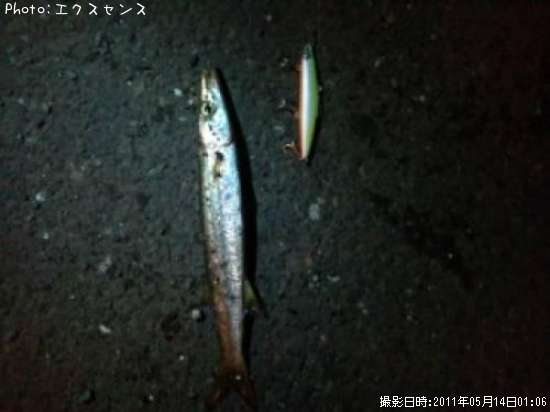 カマス(笑)