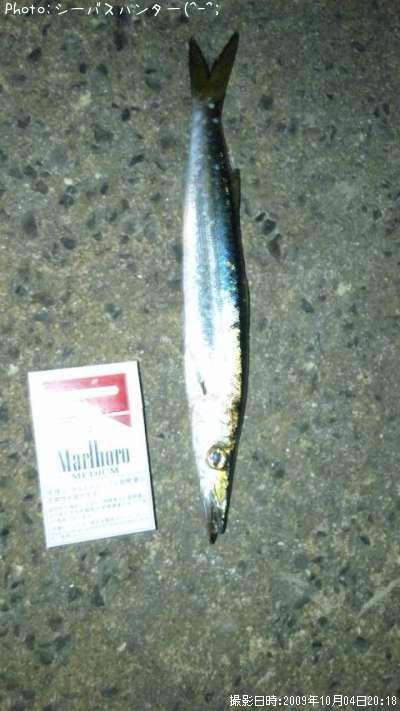 カマス
