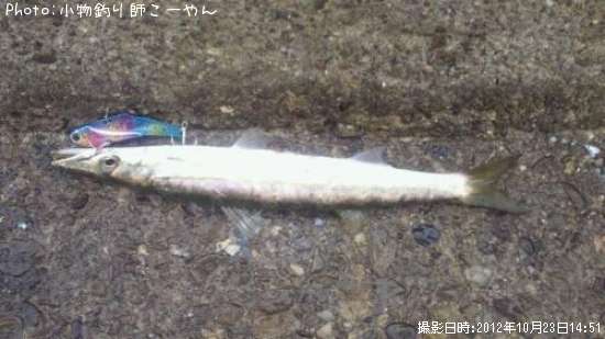 カマス